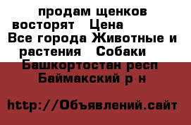 продам щенков восторят › Цена ­ 7 000 - Все города Животные и растения » Собаки   . Башкортостан респ.,Баймакский р-н